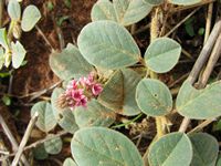 Indigofera flavicans 2all-t.JPG